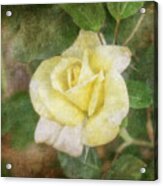 Tapestry Rose Acrylic Print