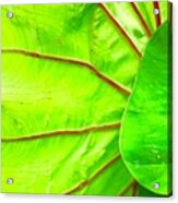 Taro Leaf Close Up In Green Acrylic Print