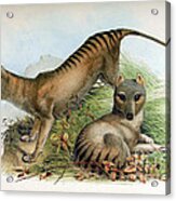 Tasmanian Tiger, Extinct Species Acrylic Print