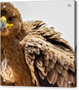 Tawny Eagle Close Up Acrylic Print