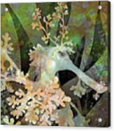Teal Leafy Sea Dragon Acrylic Print
