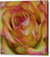 Technicolor Rose Acrylic Print