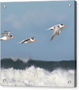 Terns In Flight Acrylic Print
