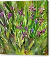 Terrestrial Orchids Acrylic Print