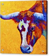 Texas Longhorn Cow Study Acrylic Print