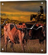 Texas Longhorn Steers And Cowboy At Sunset Acrylic Print