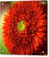 Textured Beautiful Dahlia Acrylic Print