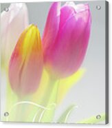 Thank You Tulips Acrylic Print