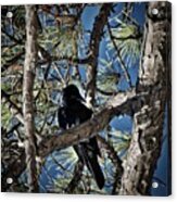 That Crow In The Backyard Acrylic Print