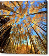 The Aspens Above - Colorful Colorado - Fall Acrylic Print