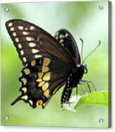 The Beautiful Black Swallowtail Acrylic Print