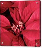 The Beauty Of A Poinsettia Flower Acrylic Print