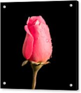 The Beauty Of A Rose Acrylic Print