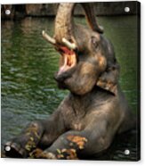 The Big Elephant Yawn Acrylic Print