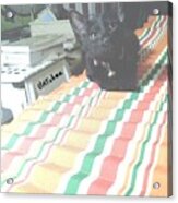 The Black Kitten Acrylic Print