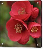 The Blooming Red Quince Acrylic Print