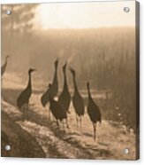 The Breath Of A Sandhill Crane Acrylic Print