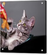 The Cat And The Fish Acrylic Print