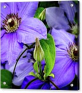The Clematis Bud Acrylic Print
