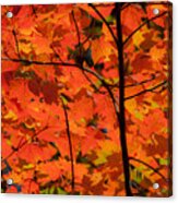 The Colors Of Fall Acrylic Print