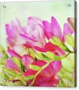 Colour Full Freesia Acrylic Print