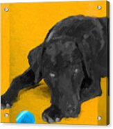 The Dog Park - Black Labrador Retriever Over Yellow Canvas Acrylic Print