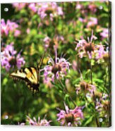 The Eastern Tiger Swallowtail Butterfly On Purple Bergamot Wildflowers Acrylic Print