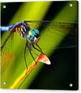 The Face Of A Dragonfly 003 Acrylic Print