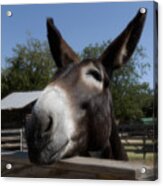 The Friendly Mule Acrylic Print