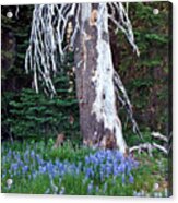 The Ghost Tree Acrylic Print