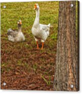 The Goose And The Gander Acrylic Print