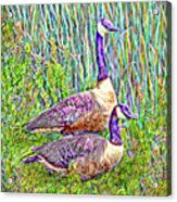 The Goose And The Gander - Lakeside Scene In Boulder County Colorado Acrylic Print