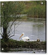 The Goose And The Pelican Acrylic Print
