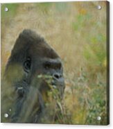 The Gorilla 5 Acrylic Print