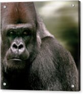 The Gorilla Acrylic Print