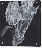 The Gossamer Iris Acrylic Print