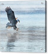 The Great American Bald Eagle 2016-15 Acrylic Print