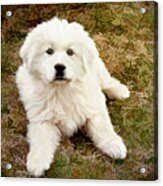 The Great Pyranise Puppy Acrylic Print