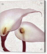 The Heart Of Lilies Acrylic Print