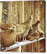 The High Pecking Order #chickencoop Acrylic Print
