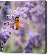 The Honey Bee And The Sage Acrylic Print