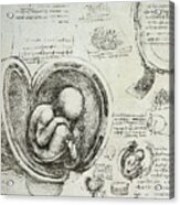 The Human Fetus In The Womb Acrylic Print