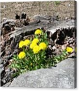 The Humble Dandelion Acrylic Print