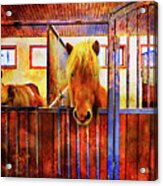The Iceland Horse 1 Of Hester-stables Acrylic Print