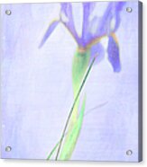 The Iris Acrylic Print