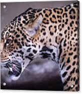 The Jaguar Acrylic Print