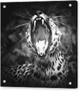 The Leopard's Tongue Rolling Roar Ii Acrylic Print