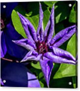 The Little Clematis That Could Acrylic Print