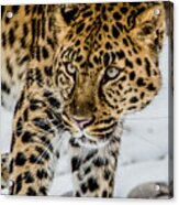 The Look Acrylic Print