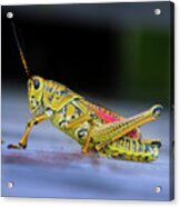 The Lubber Grasshopper Acrylic Print